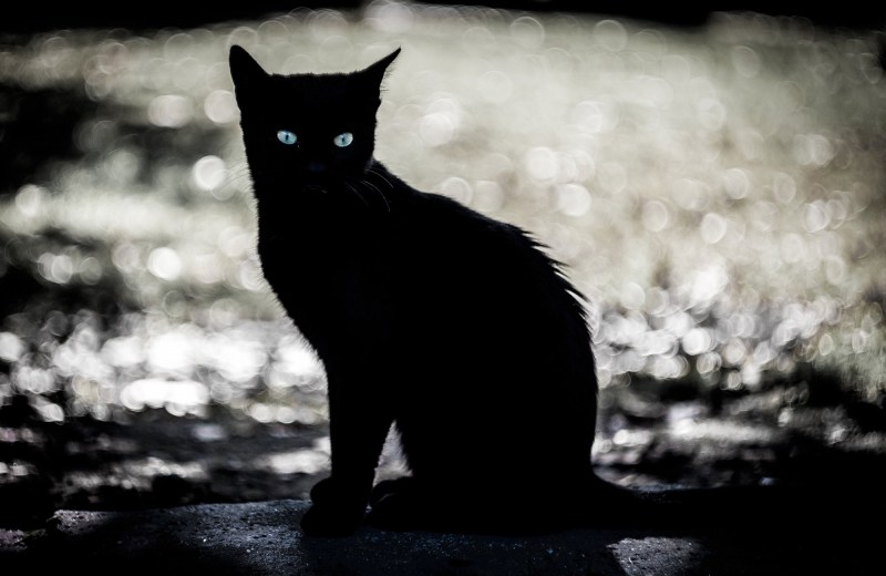 Чёрный кот