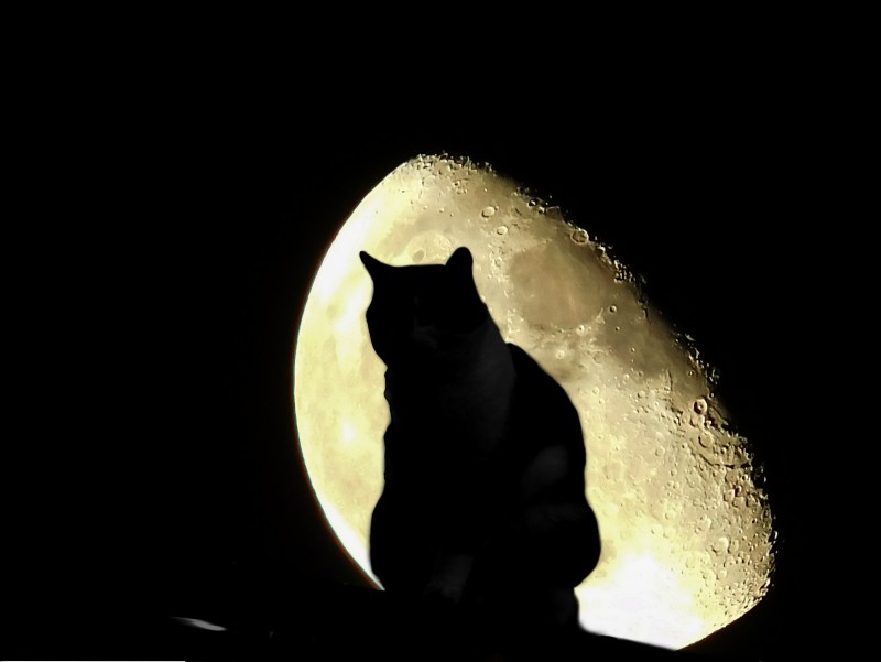 Коты на фоне Луны