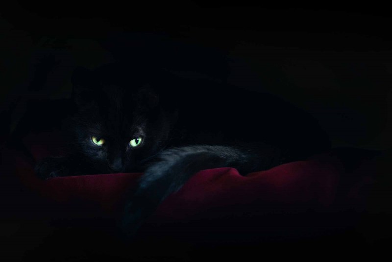 Кошка в темноте