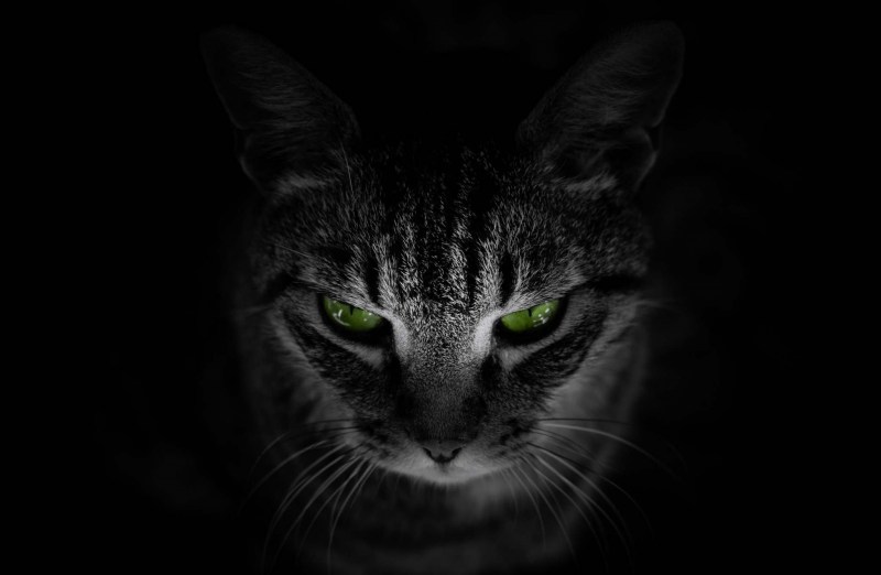 Кот на темном фоне