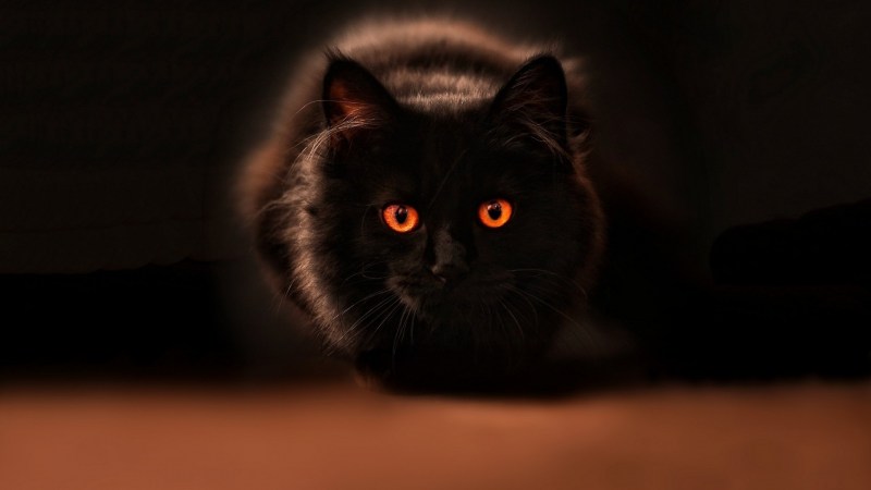 Кот с горящими глазами