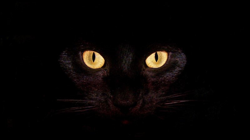 Чёрный кот