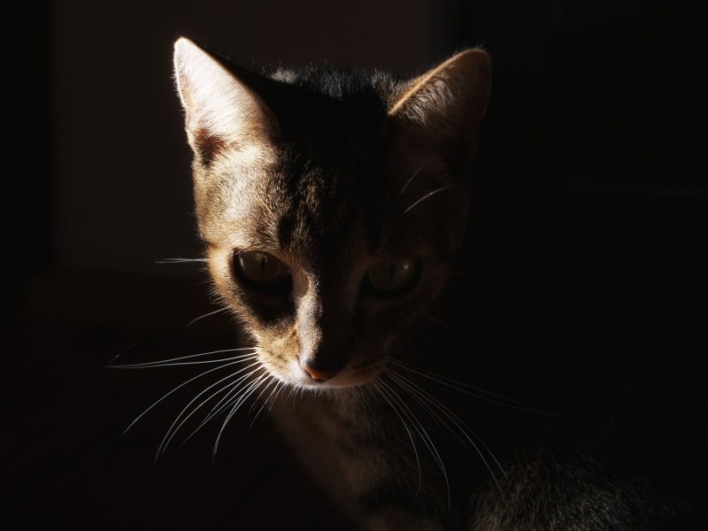 Кошка из Темноты