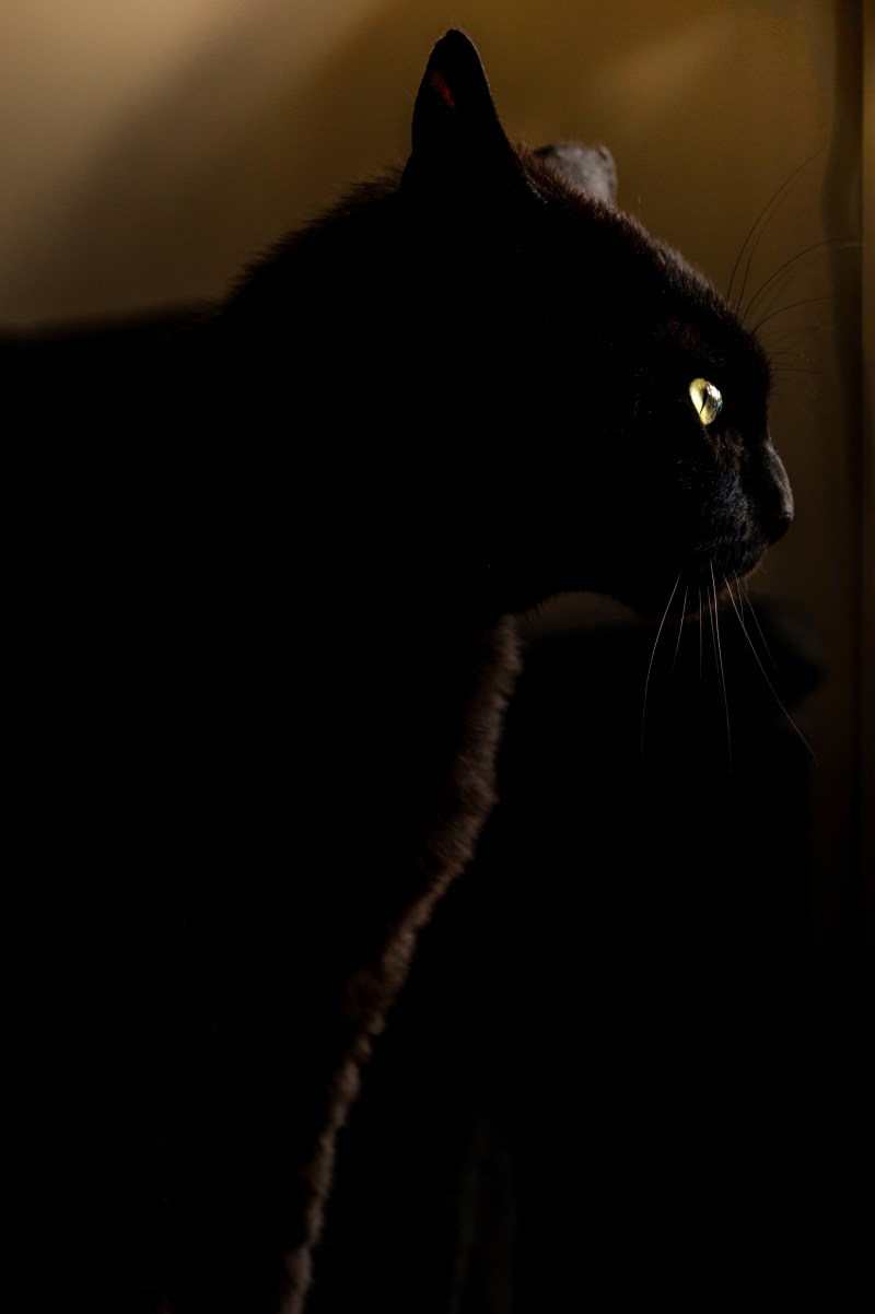 Черная кошка