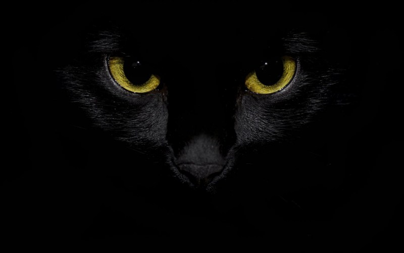 Черная кошка