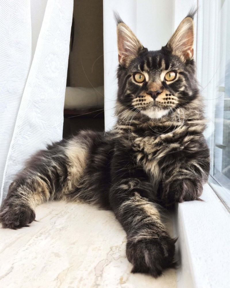 Котята Мейн кун Браун табби