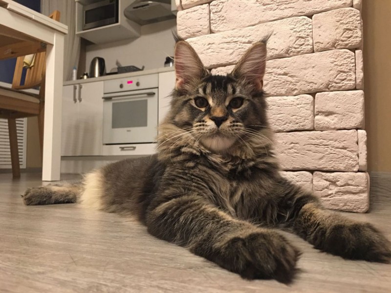 Мейн кун домашний