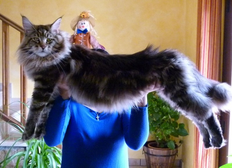 Взрослая кошка Мейн кун