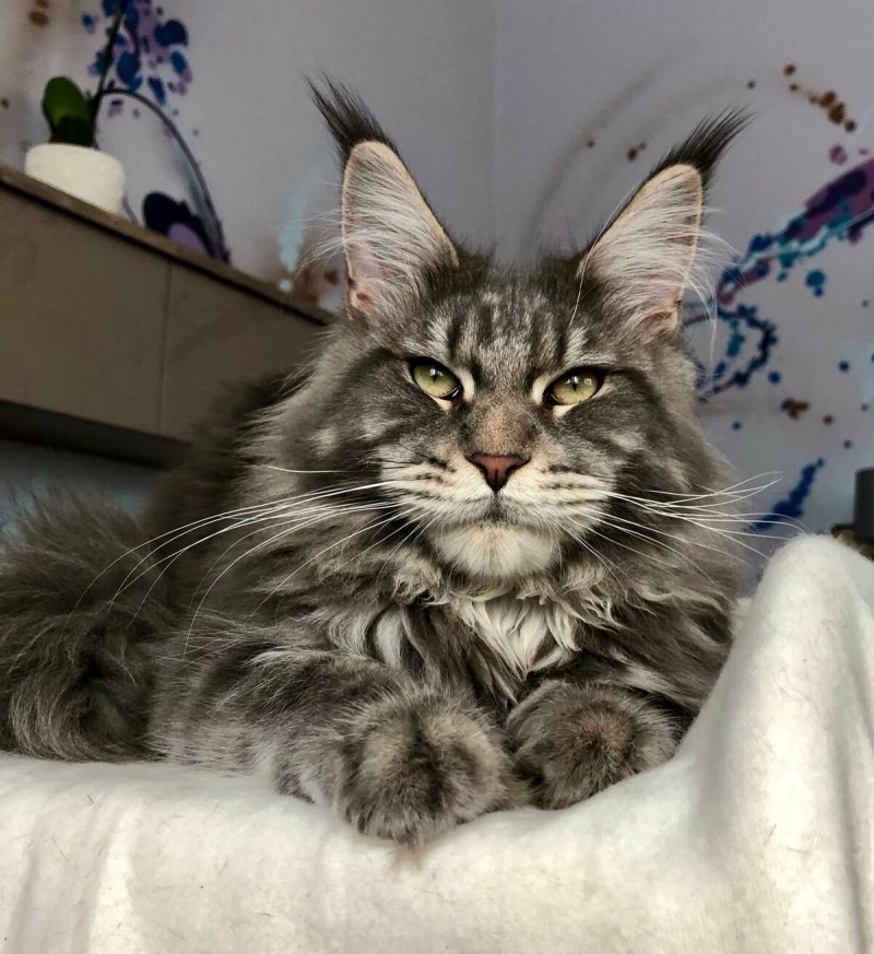 Кошка Мейн кун