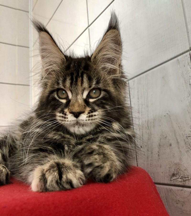 Мейн куны котята