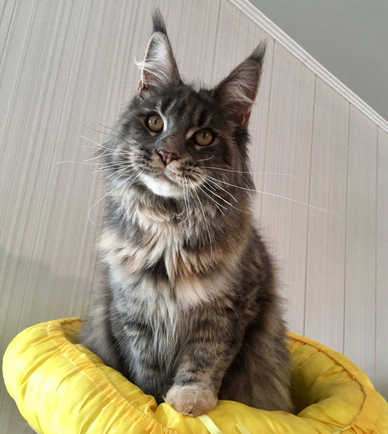 Домашний кот Мейн кун