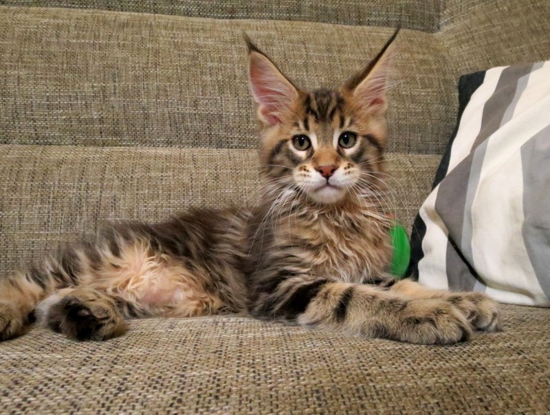 Кошки маленькие Мейн кун