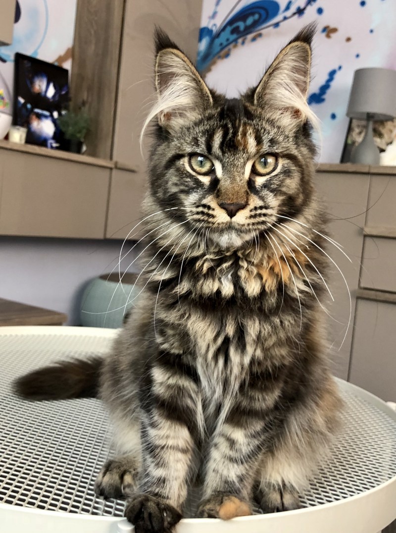 Коты Мейн куны