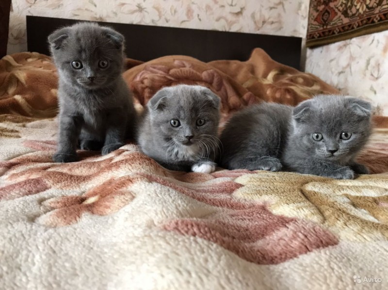 Новорождённые котята Шотландские