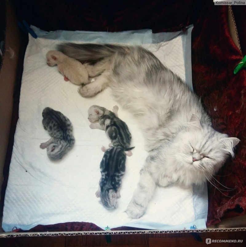 Шотландская прямоухая котята Новорожденные