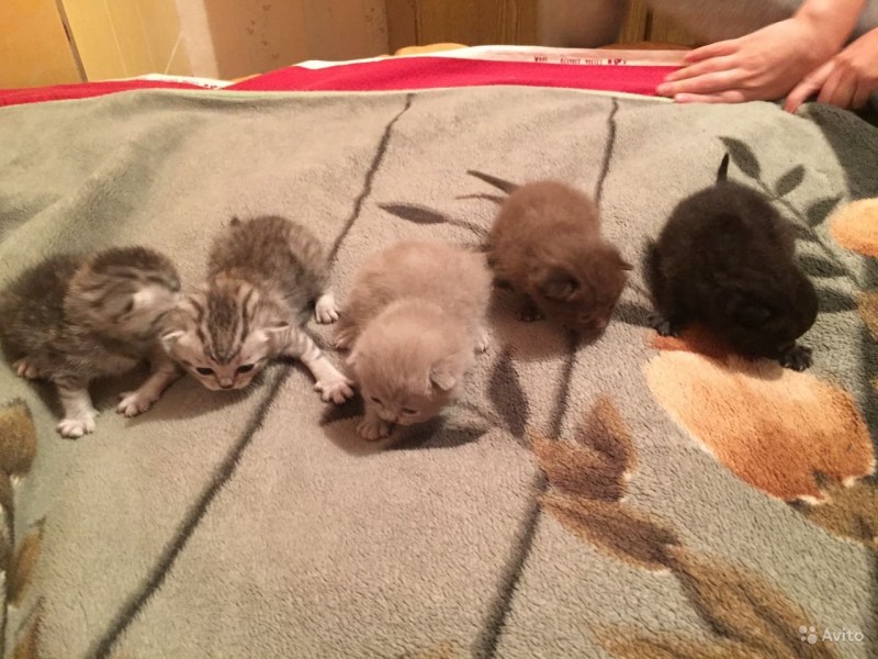 Вислоушки кошки Мимимишки