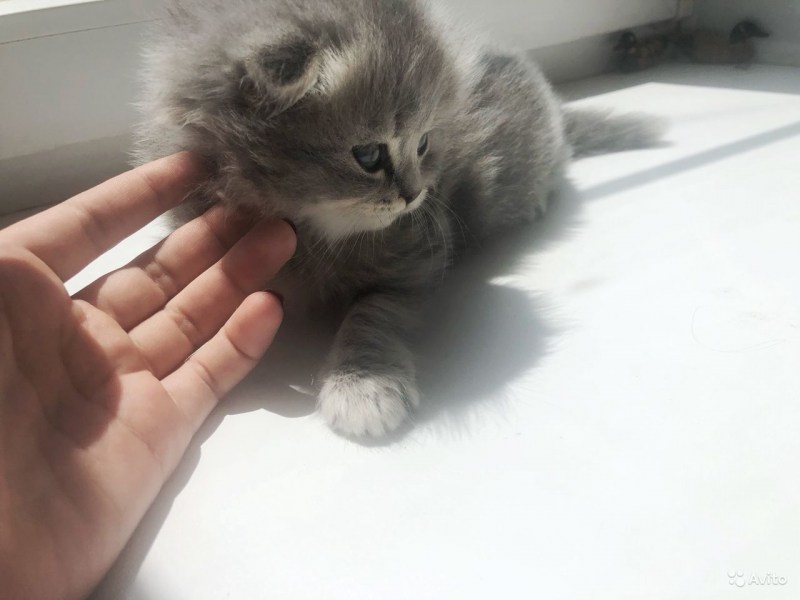 Котята ми ми вислоухие