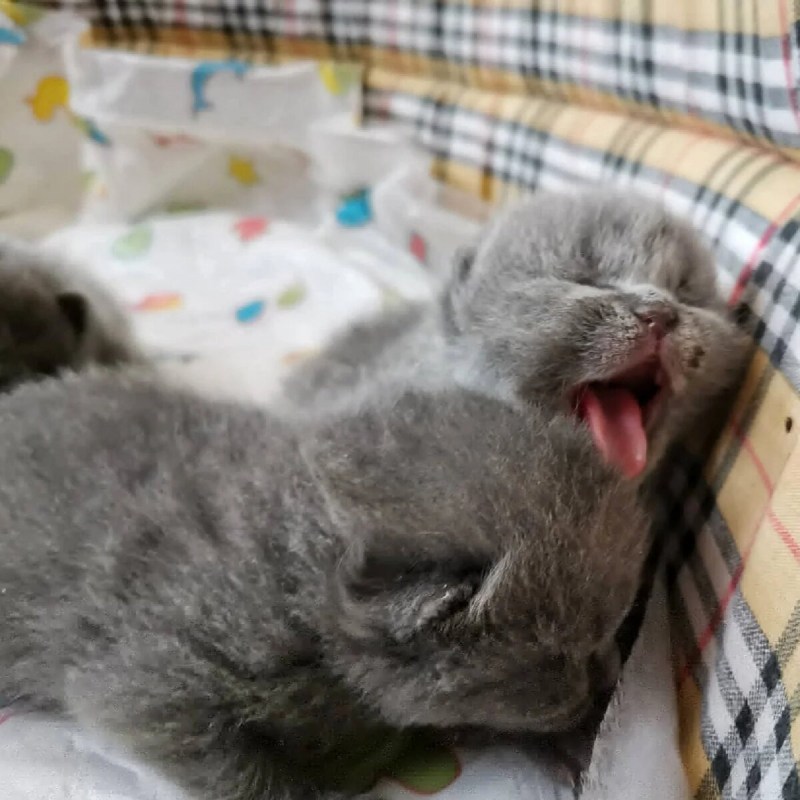 Вислоухие котята только родившиеся