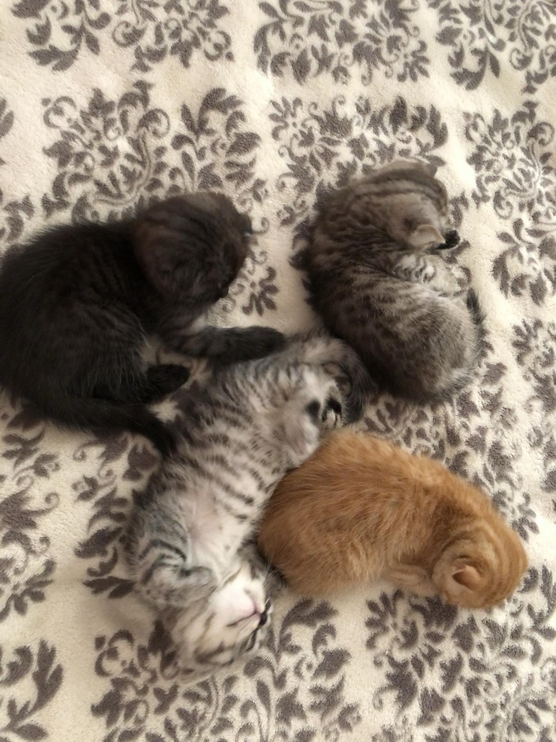 Витамины для вислоухих кошек