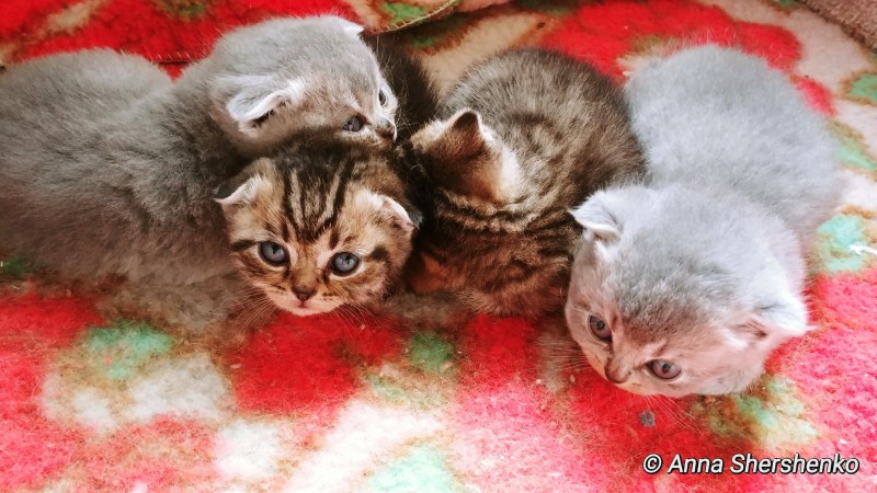 Новорожденные Шотландские котята