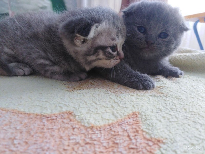 Вислоухие котята 2 недели