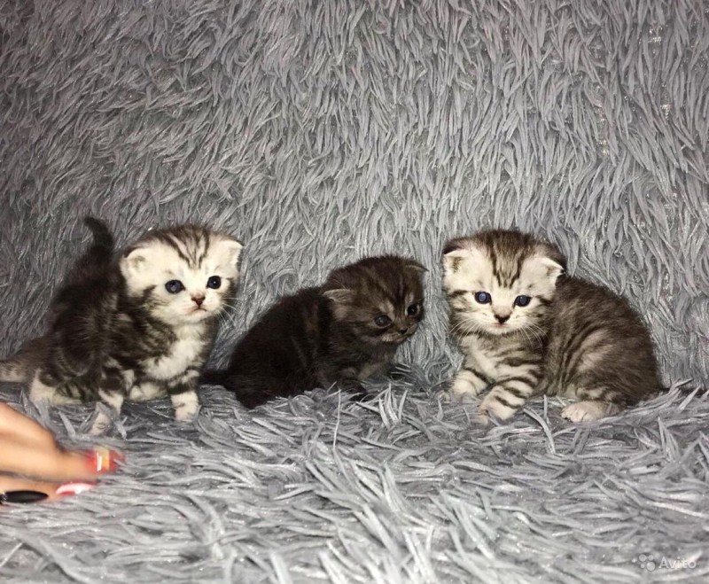Шотландская вислоухая котенок новорожденный