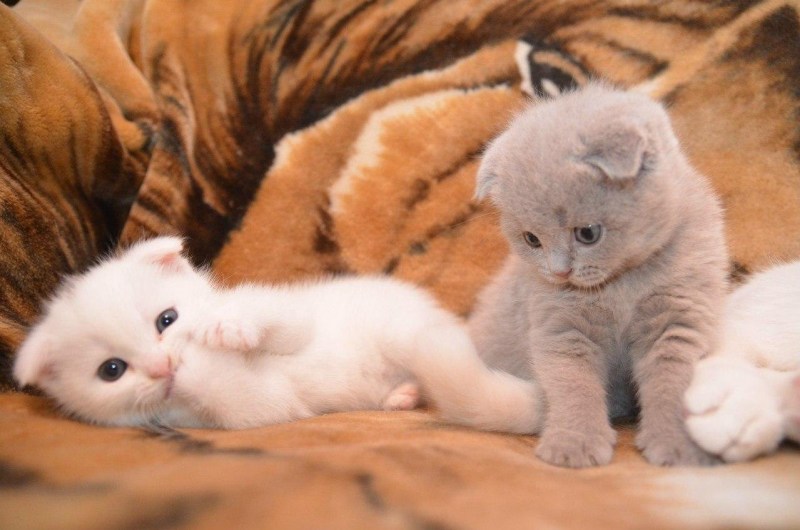 Новорожденные котята Слепые