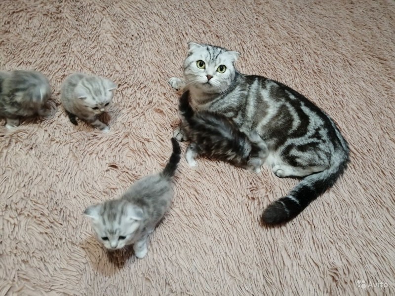 Котенок МУТАНТ шотландский