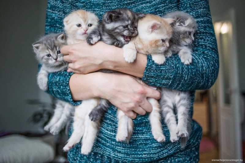 Новорожденный скоттиш фолд