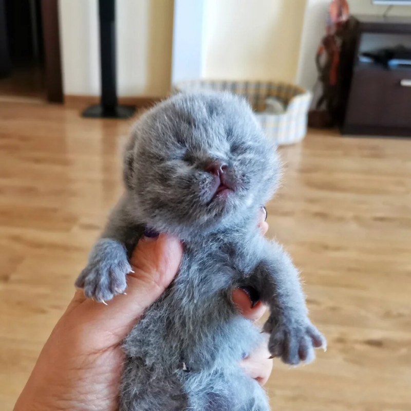 Как выглядят маленькие вислоухие котята