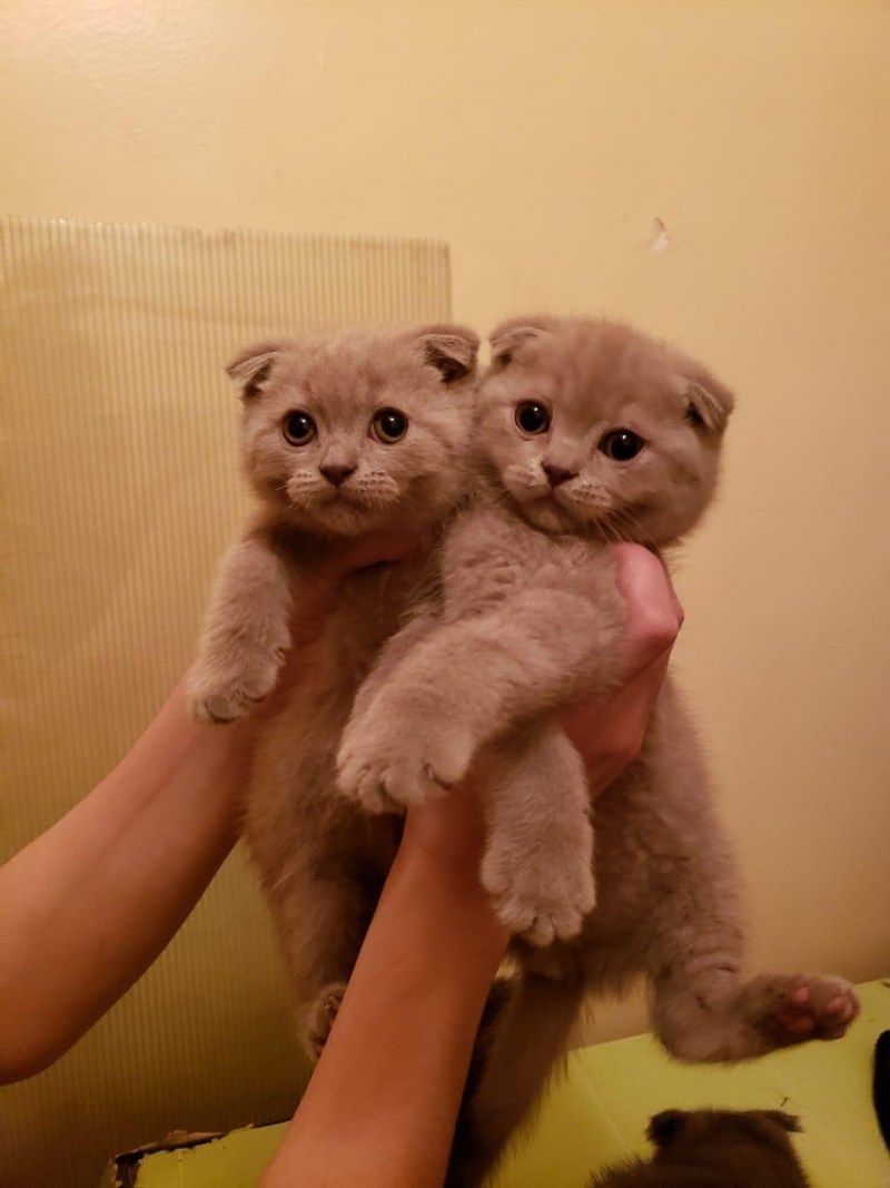 Вислоухие котята после рождения