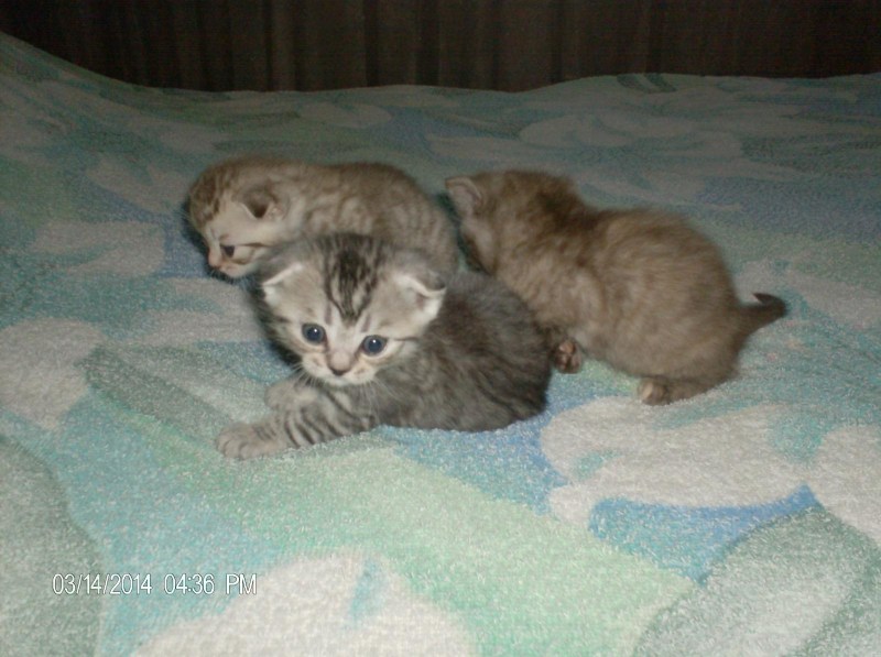 Британские короткошерстные котята Новорожденные
