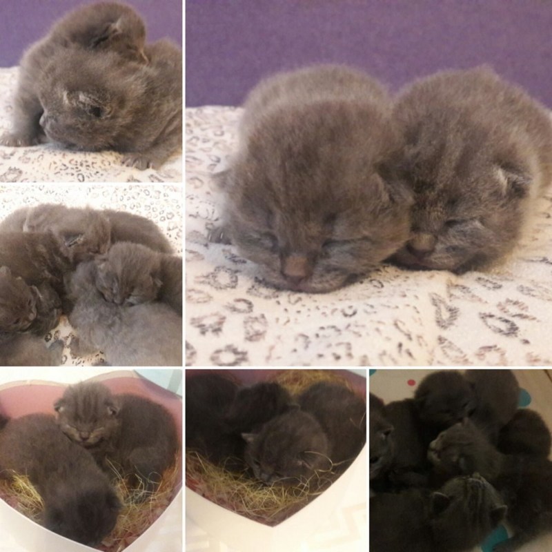 Рождение шотландских котят