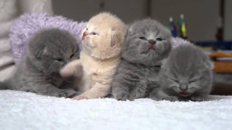 Вислоухие котята Шотландские новорожд