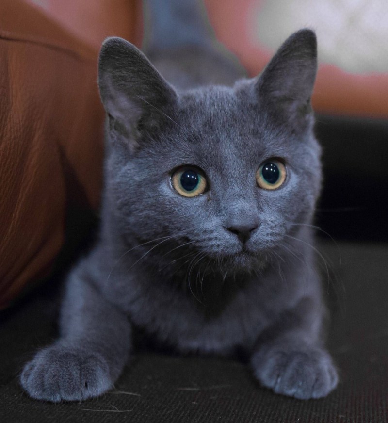 Голубая Бурманская кошка