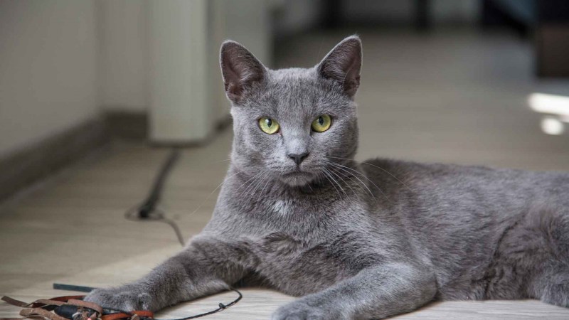 Сибирский голубая кошка короткошерстная