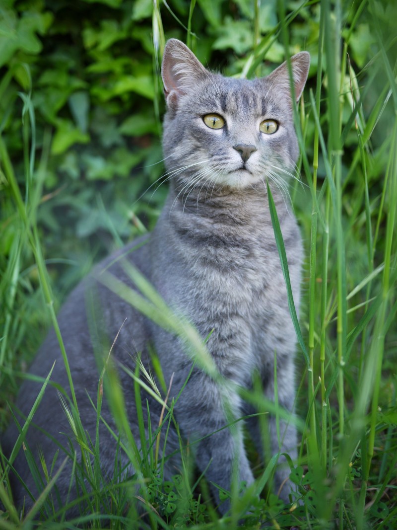 Русская голубая кот