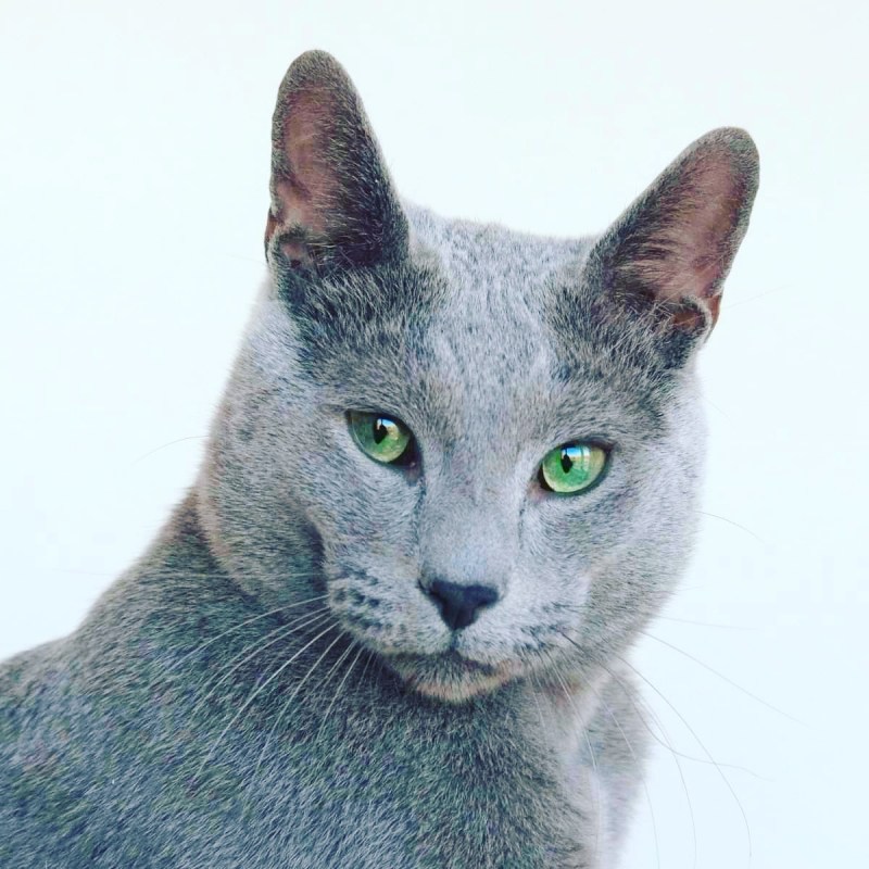 Европейская кошка серая