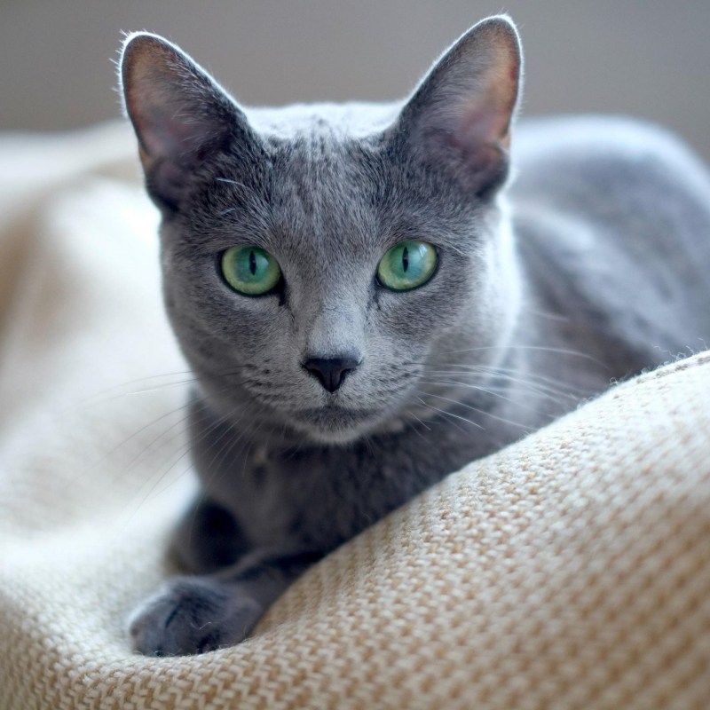 Русская голубая кот