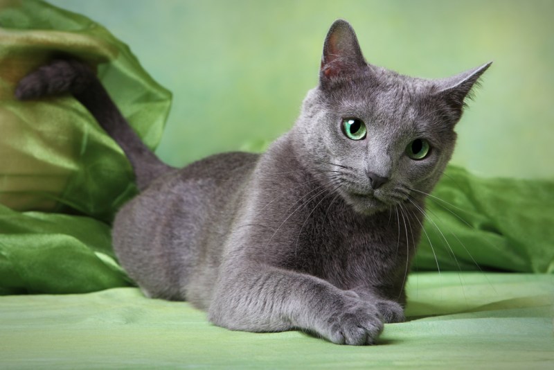 Русская голубая кошка