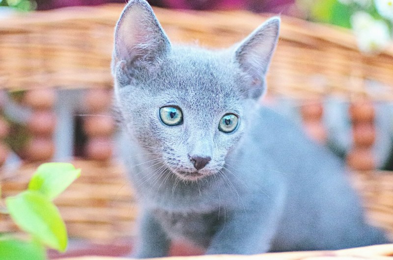 Русская голубая кошка
