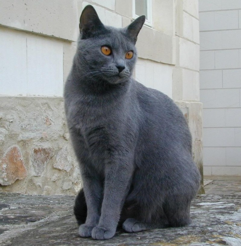 Корат шартрез Картезианская кошка