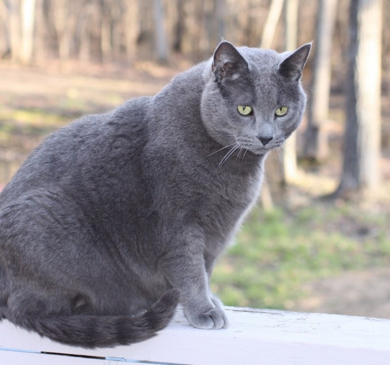 Сибирский голубая кошка короткошерстная