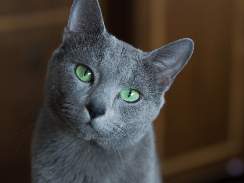 Картезианская кошка британец