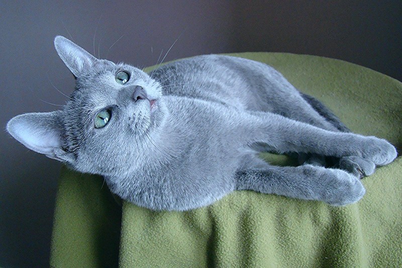 Русская голубая кошка белая