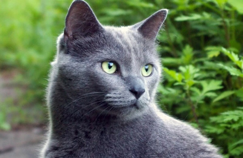 Голубая Бурманская кошка