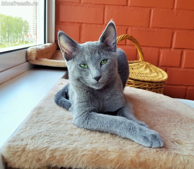 Русская голубая кошка