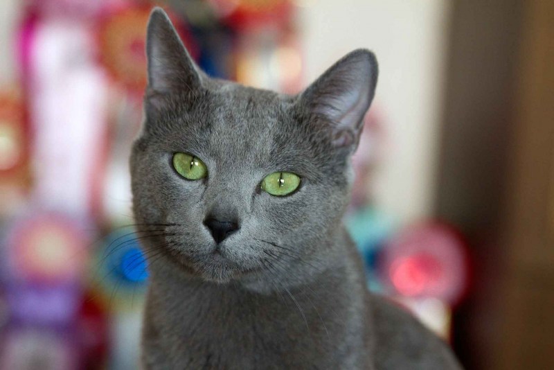 Кошка серая короткошерстная беспородная