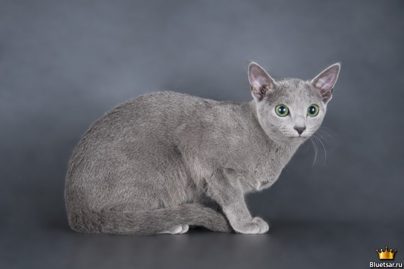 Русская голубая кошка питомник