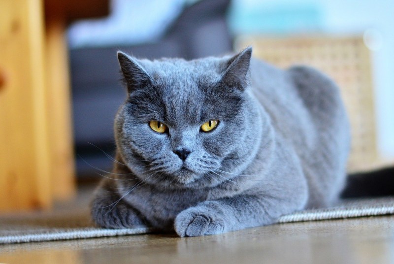 Европейский короткошерстный кот серый